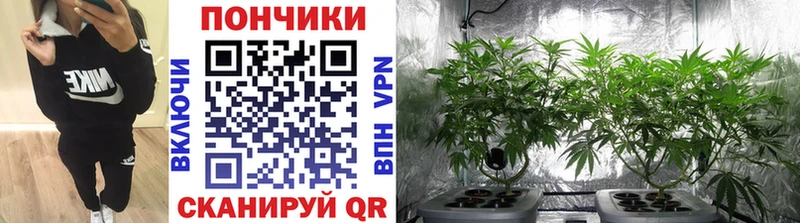 Канабис сатива  Кочубеевское 